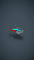 Neon Tetra vibrant schooling fish