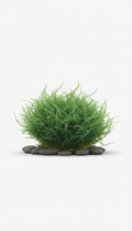 Java Moss versatile foreground plant