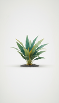 Amazon Sword broad-leaf aquatic plant