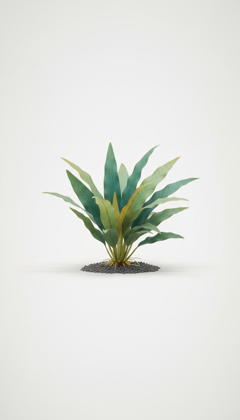 Amazon Sword broad-leaf aquatic plant